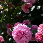Les Jardins De La Livree 4* Villeneuve-les-Avignon