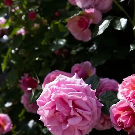 Les Jardins De La Livree 4* فينوف ليز أفيجْنْ